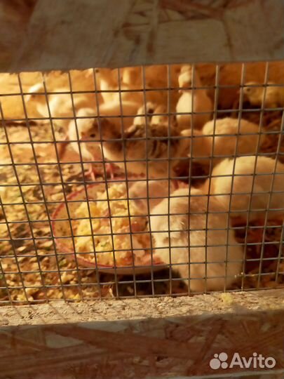 Цыплята,гусята, индюшата