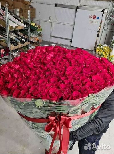 Розы гиганты 140 150 160 170 180 200