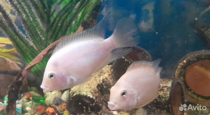 Рыбки цихлиды