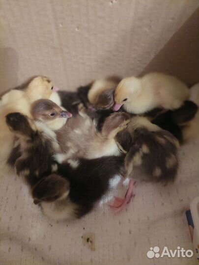 Индоутята подрощенные