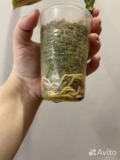 Филодендрон