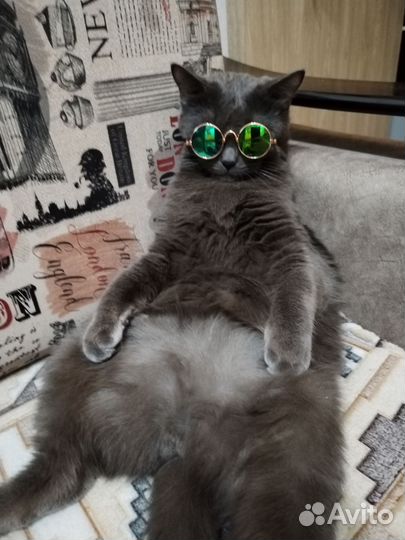 Кастрированный кот