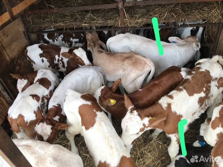 Телята бычки австралийские симменталы и швицы