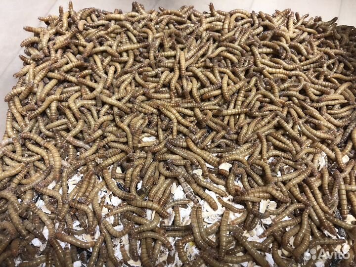 Мучные черви