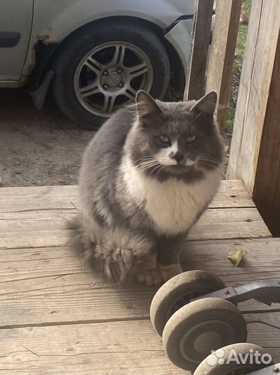 Котик в дар бесплатно