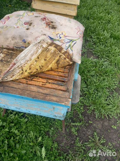 Продам пчелосемьи и ульи