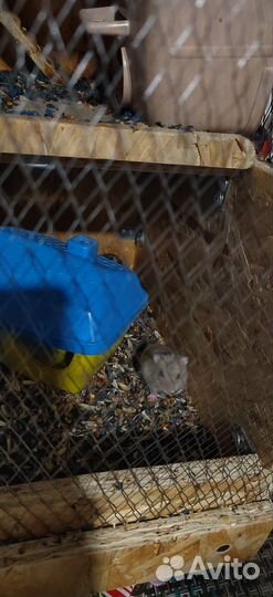 Хомяки вместе с клеткой