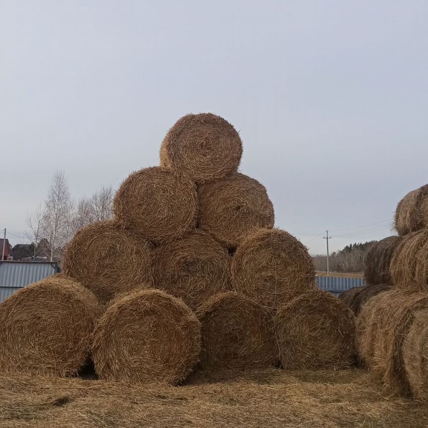 Продам сено в рулонах свежий укос