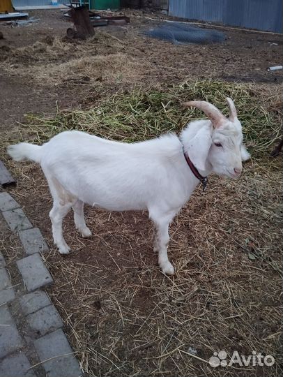 Нубийский козел
