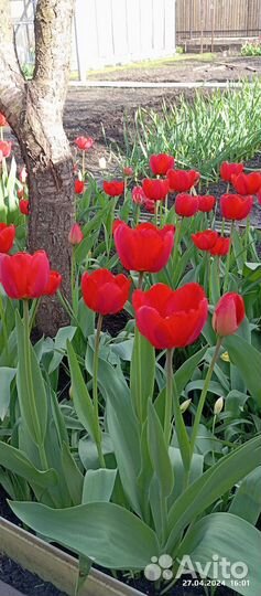 Луковицы тюльпанов