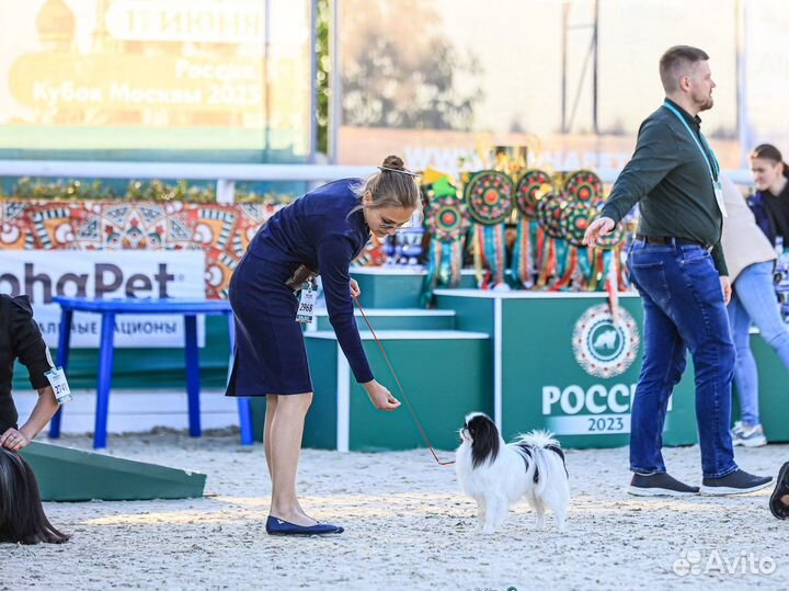 Хендлер, подготовка и показ собак на выставке