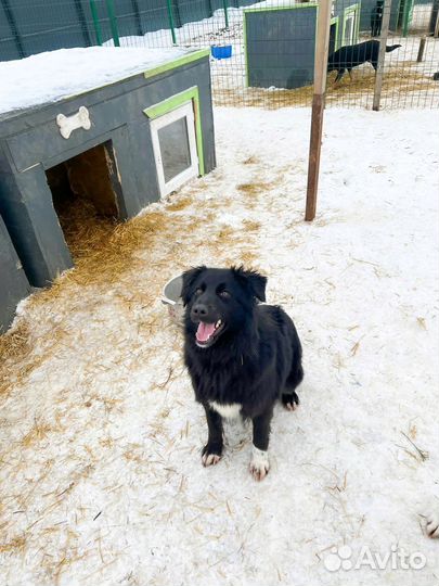 Собака девочка