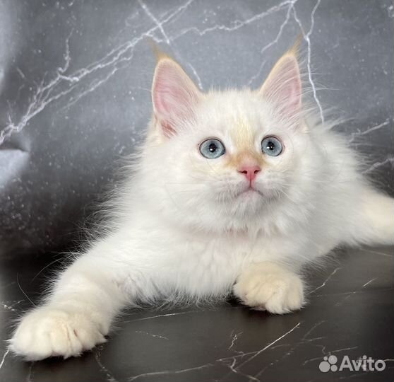 Невская маскарадная