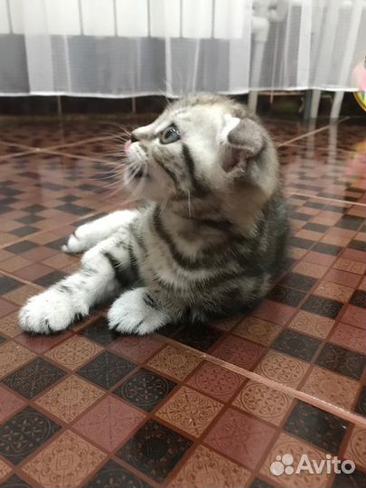 Котенок шотландец мальчик