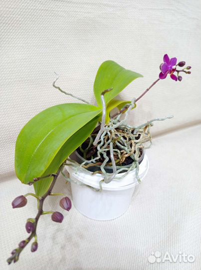 Орхидея фаленопсис