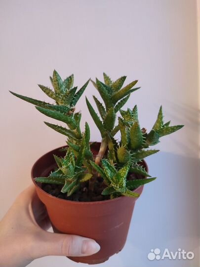 Алоэ ювенильное