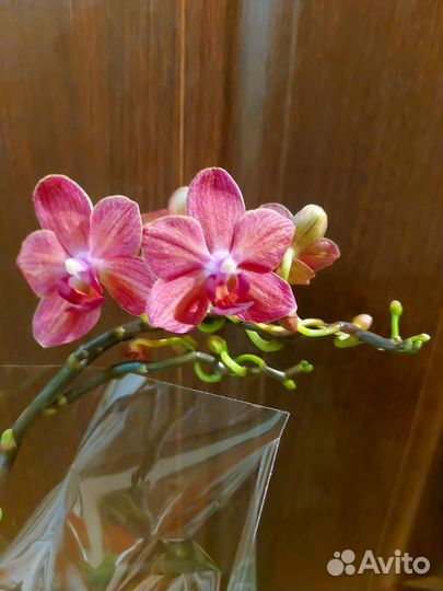 Оранжевый Колибри мини