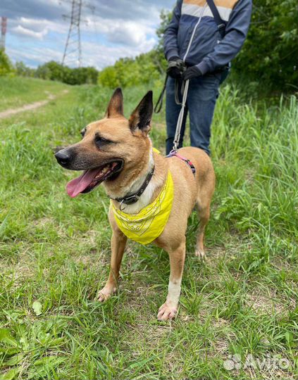 Собака из приюта грустит без человека