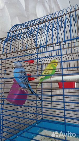 Волнистые попугаи