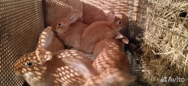 Кролики бургундские. 2 линии