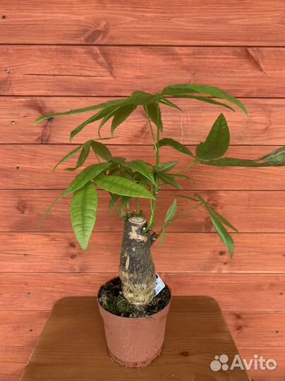 Пахира бонсай