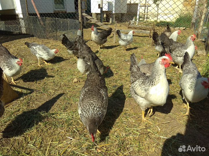 Помёт куриный в мешках сухой,без примеси,чистый