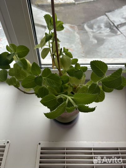 Плектрантус