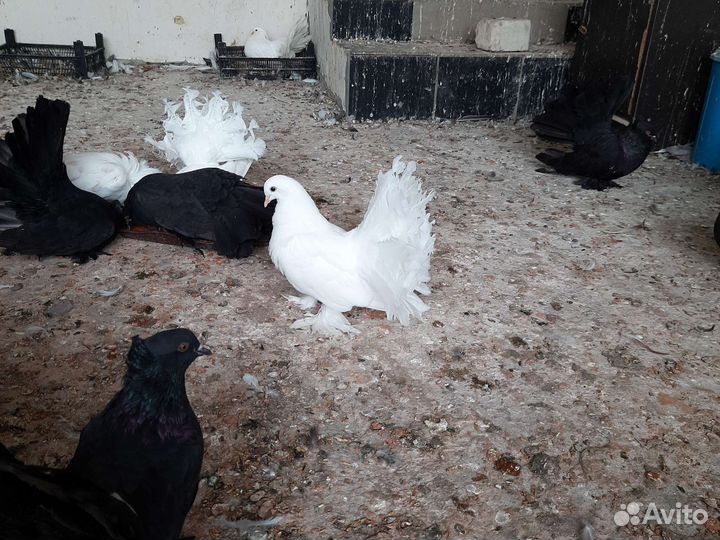 Голуби павлины голубые белые