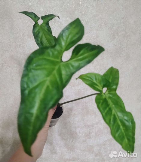 Сингониумы