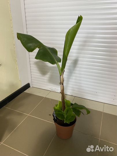 Пальма Банан муса 21/90