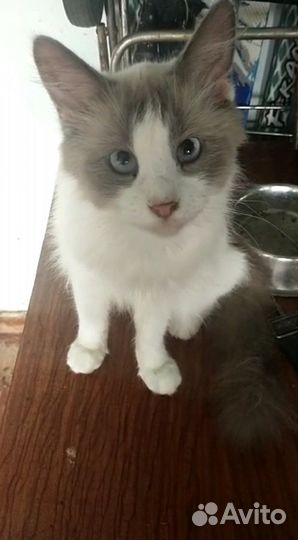 Котик голубоглазый