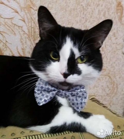 Котики бесплатно в добрые руки