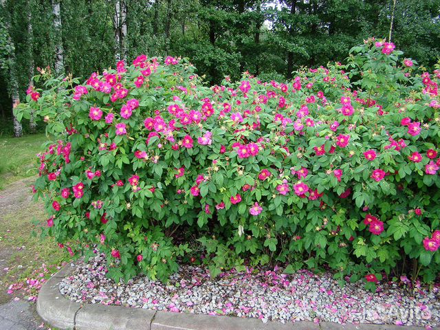 Роза ругоза, шиповник, зимостойкая, семена