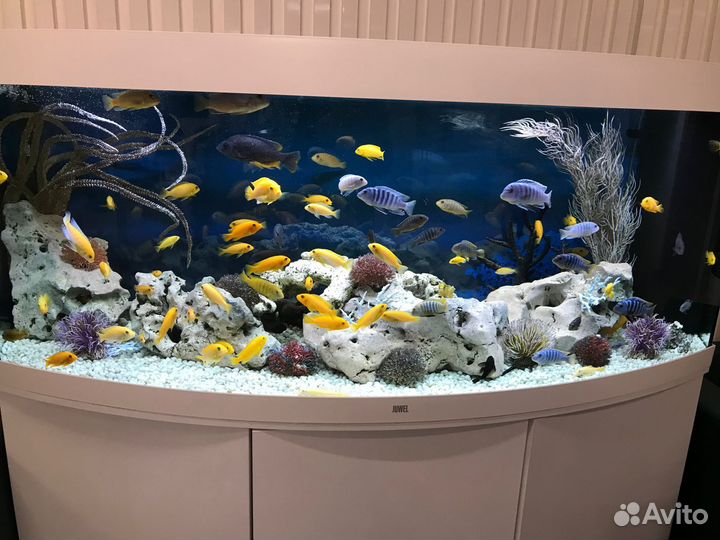 Чистка аквариума. Срочный выезд