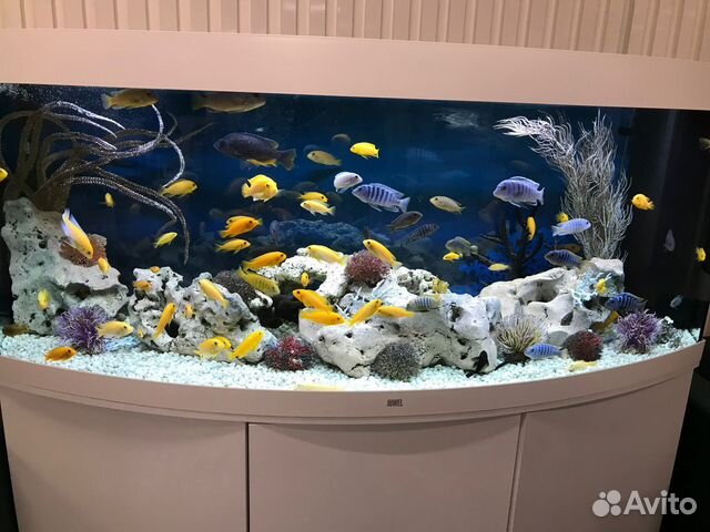 Чистка аквариума. Срочный выезд