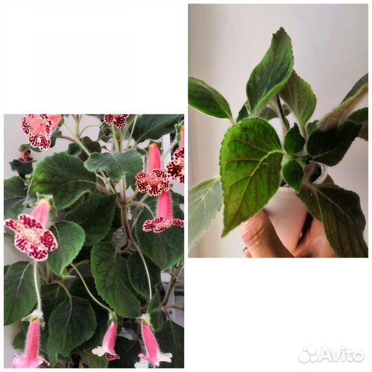 Герань душистая, толстянка, колерия