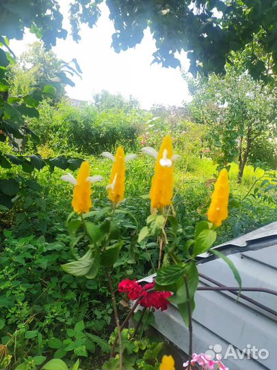 Комнатные цветы герань