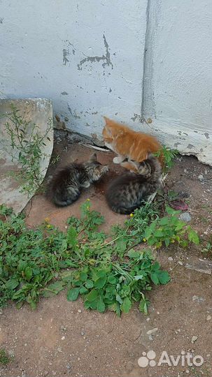 Отдадим котят