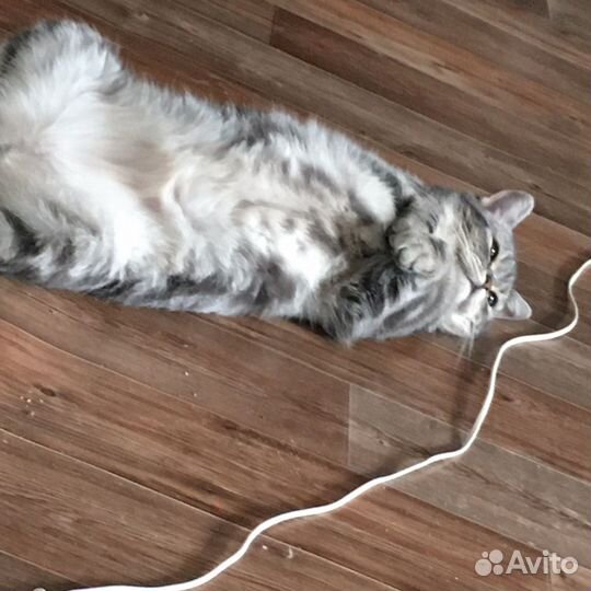 Кот шотландец