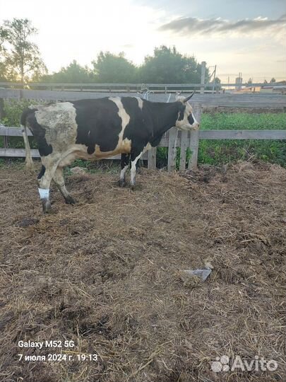 Бычки и телята