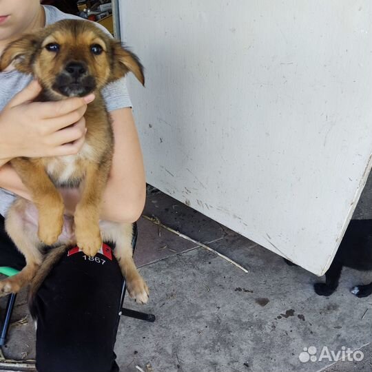 Отдам в добрые руки