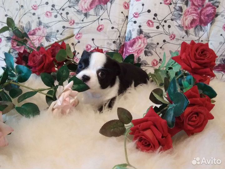 Щенки чихуахуа стандарт