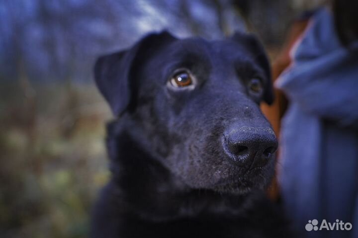 Самый любящий пес Тим