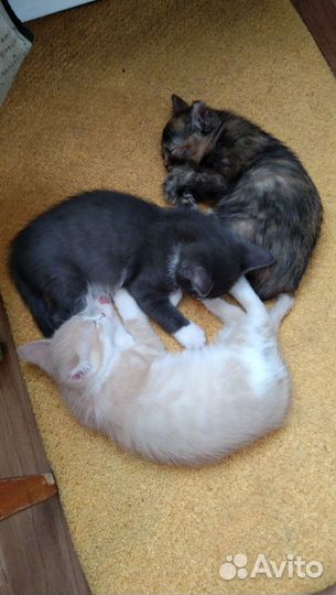 Котята в добрые руки