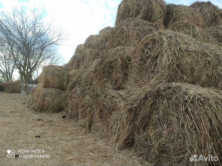 Сено в рулонах