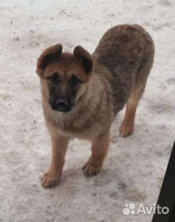 Щенок овчарки в добрые руки