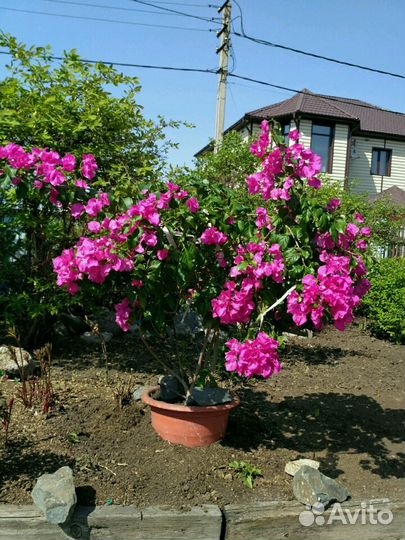 Цветы бугенвиллия