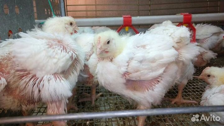 Бройлер кобб 500 (Чехия) 25 дней