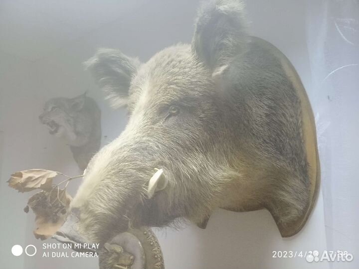Чучело кабанчика