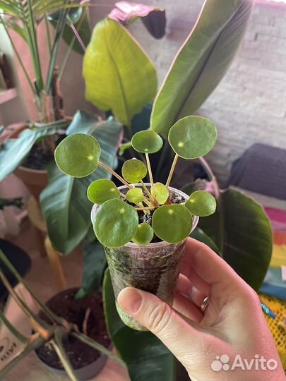 Пилея пеперомиевидная